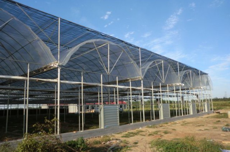 Multi-span greenhouse